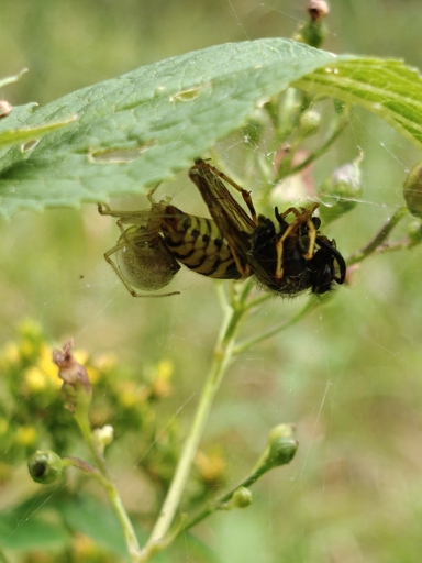 Spinne hat eine Wespe erbeutet und sitzt nun neben dem eingewickelten Insekt